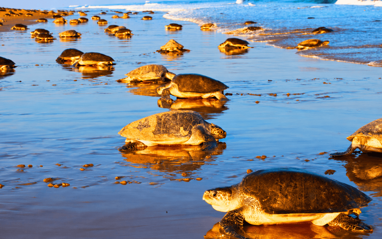 Sea turtles near Playa Grande beach in Costa Rica
